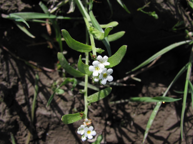 Plagiobothrys bracteatus