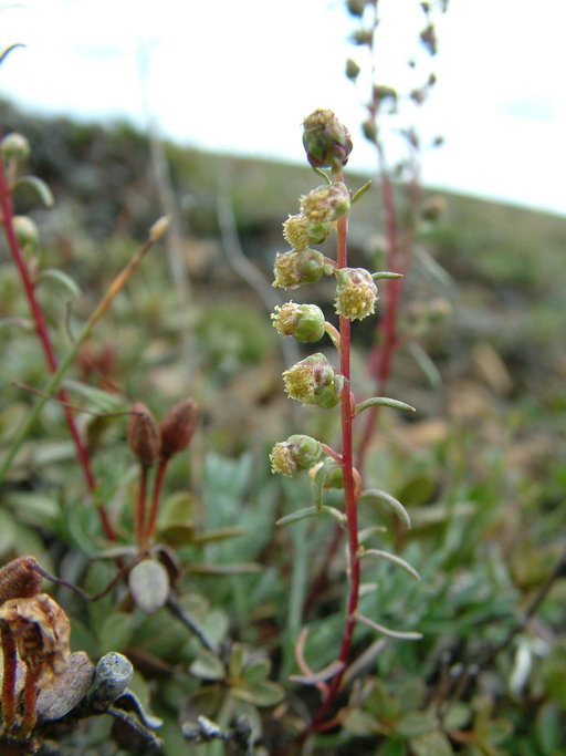 Artemisia campestris var. borealis