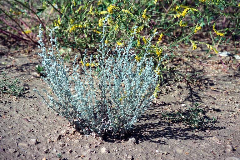 Artemisia frigida Artemisia frigida