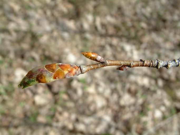 Ulmus thomasii Ulmus thomasii