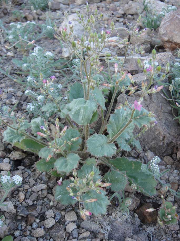 Aliciella latifolia