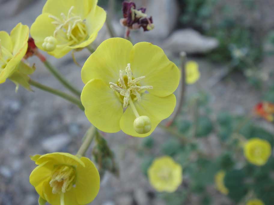 Chylismia cardiophylla