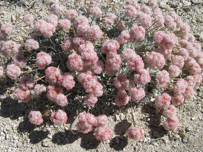 Eriogonum ovalifolium Eriogonum ovalifolium