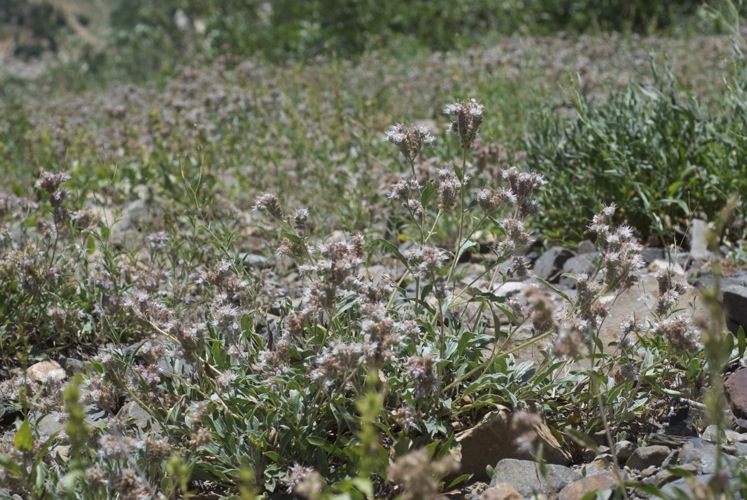 Phacelia heterophylla var. heterophylla