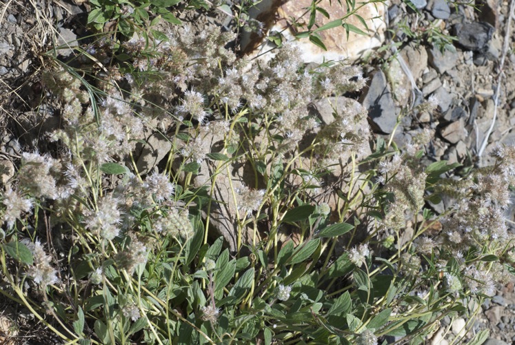 Phacelia heterophylla var. heterophylla