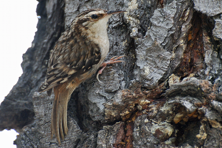 Certhia americana Certhia americana