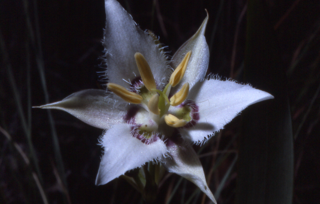 Calochortus lyallii Calochortus lyallii