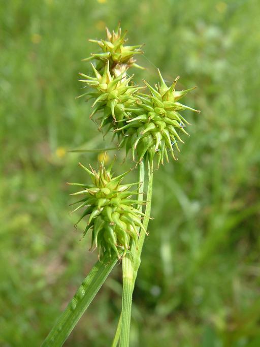 Carex retrorsa