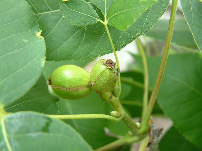 Carya ovata Carya ovata
