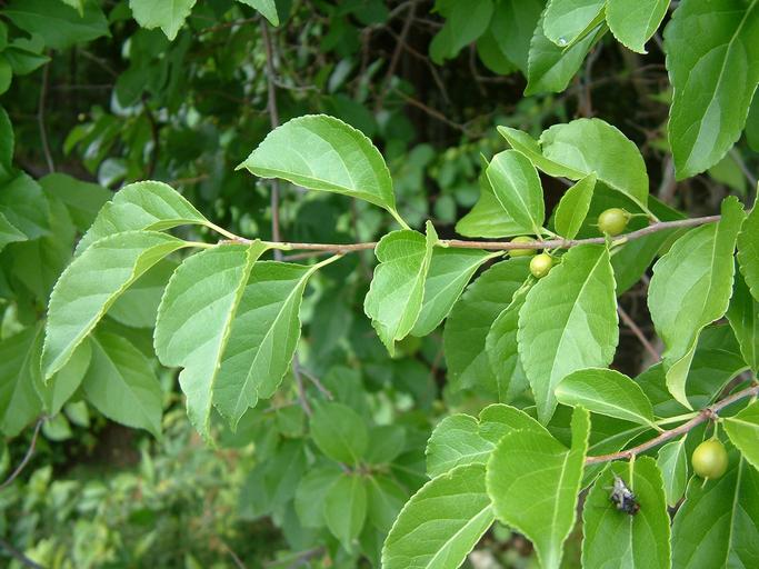 Celastrus scandens