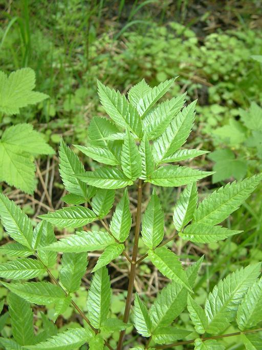 Cicuta maculata Cicuta maculata