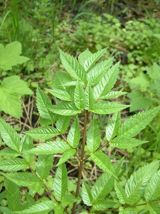 Cicuta maculata