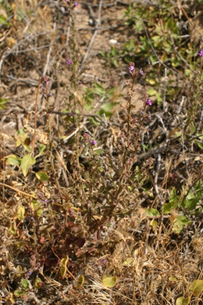 Antirrhinum nuttallianum Antirrhinum nuttallianum