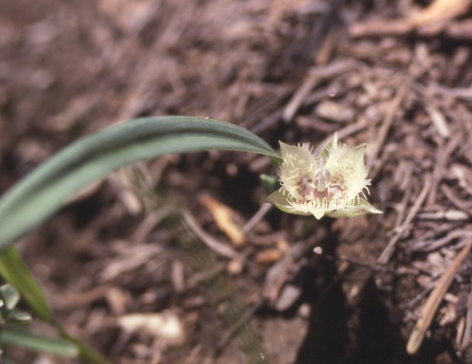 Calochortus westonii Calochortus westonii