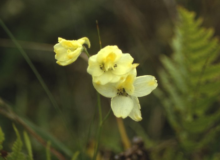 Golden Larkspur