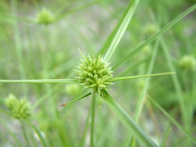 Cyperus lupulinus ssp. macilentus Cyperus lupulinus ssp. macilentus
