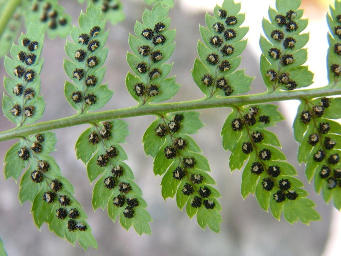 Dryopteris carthusiana Dryopteris carthusiana