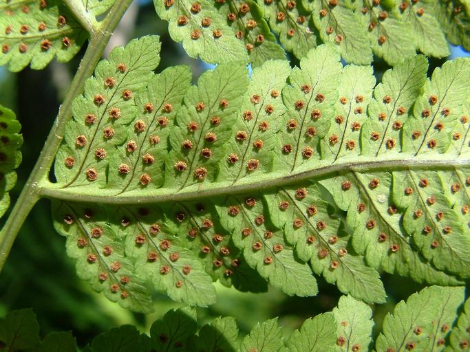 Dryopteris goldiana