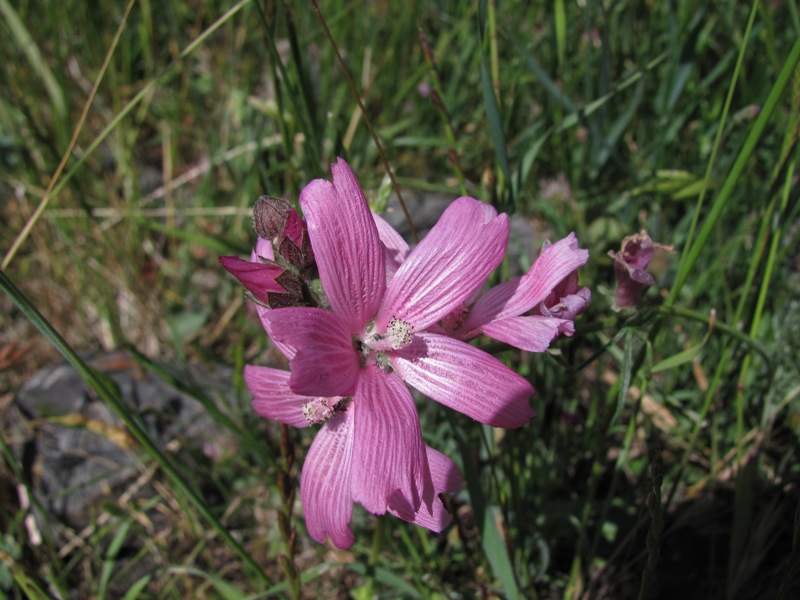 Sidalcea malviflora ssp. laciniata Sidalcea malviflora ssp. laciniata