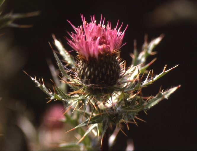 Cirsium hydrophilum var. vaseyi Cirsium hydrophilum var. vaseyi