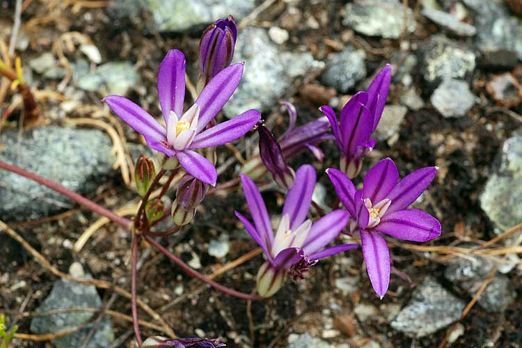 Brodiaea minor Brodiaea minor