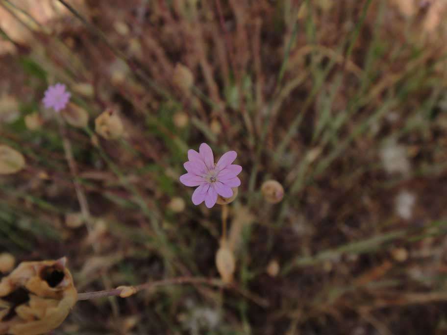 Petrorhagia dubia Petrorhagia dubia