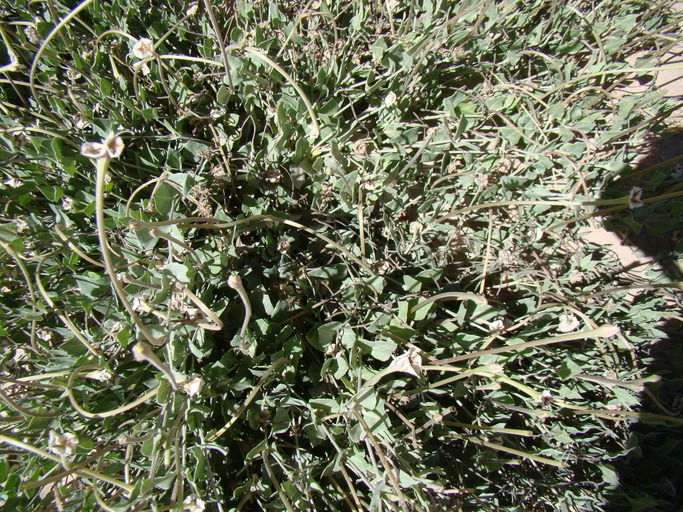 Acleisanthes longiflora