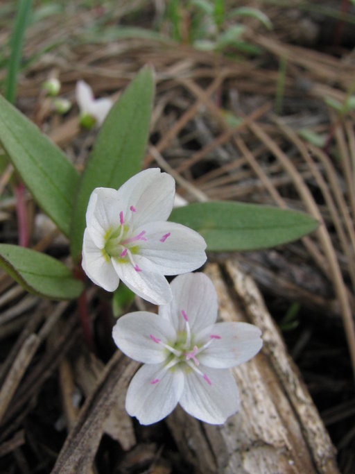 Claytonia lanceolata Claytonia lanceolata