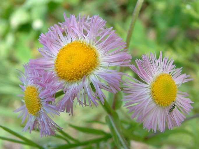 Erigeron philadelphicus Erigeron philadelphicus