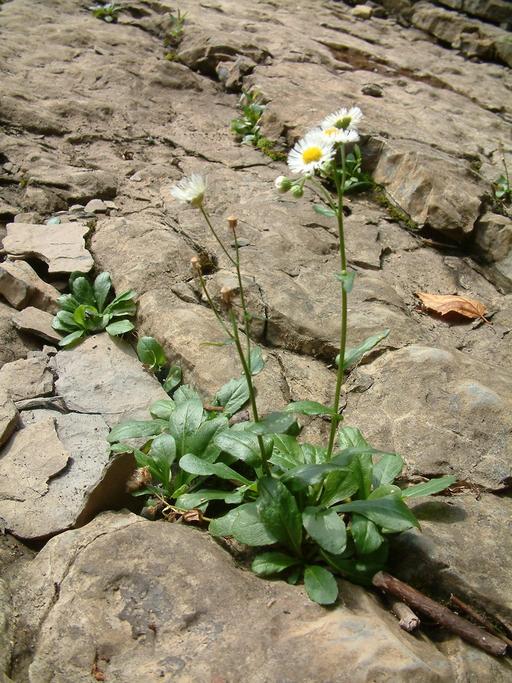 Erigeron philadelphicus var. provancheri Erigeron philadelphicus var. provancheri
