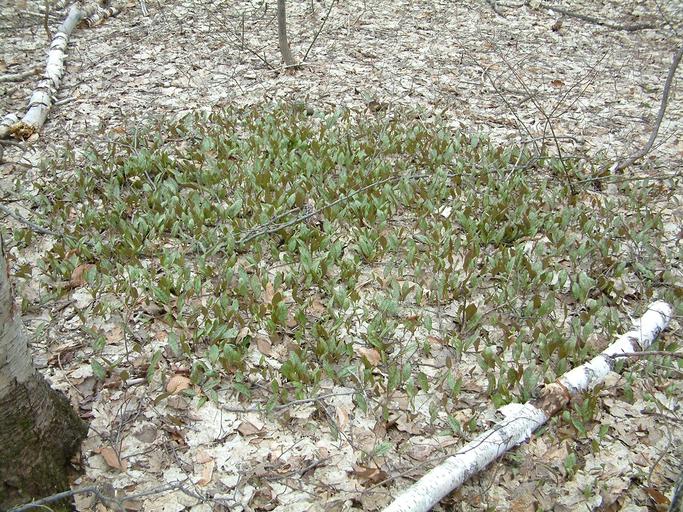 Erythronium americanum Erythronium americanum
