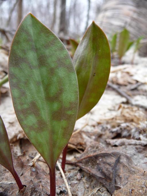 Erythronium americanum Erythronium americanum