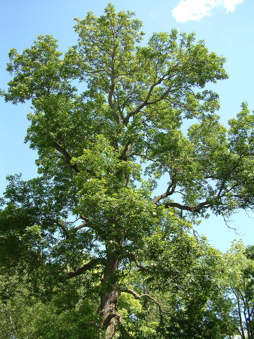 Fraxinus pennsylvanica Fraxinus pennsylvanica