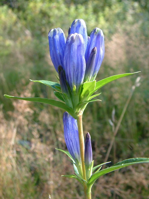 Gentiana linearis