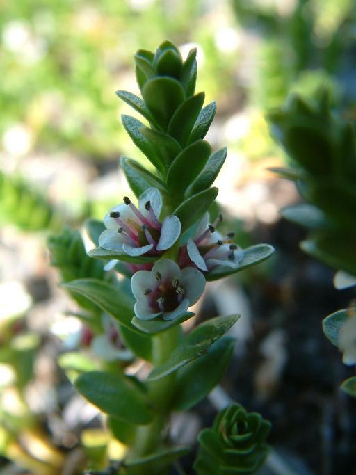 Lysimachia maritima Lysimachia maritima