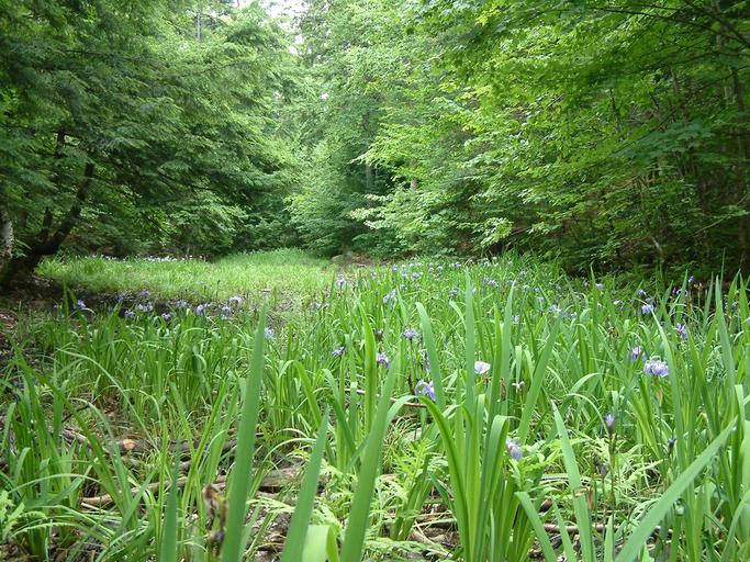 Iris versicolor