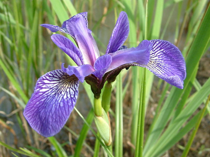 Iris versicolor