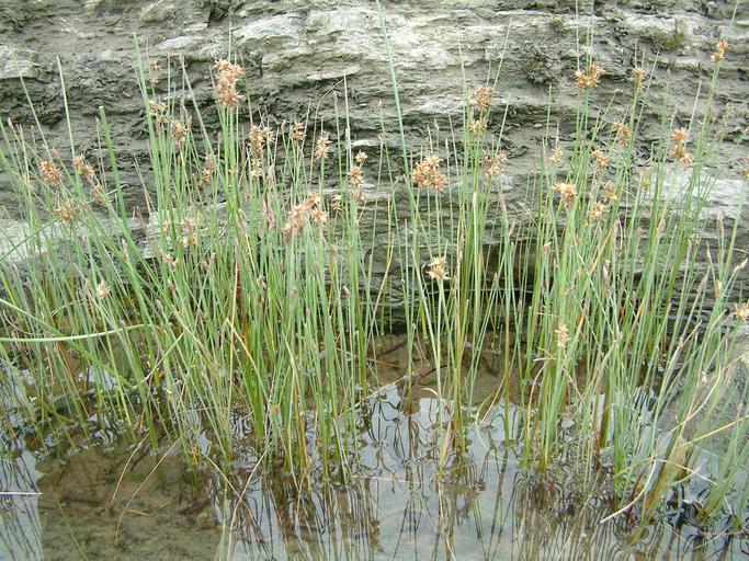 Juncus nodosus