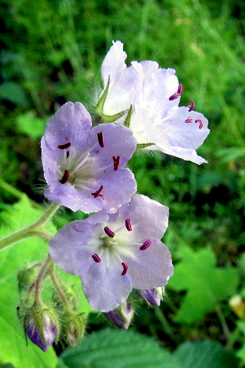 Hydrophyllum appendiculatum Hydrophyllum appendiculatum