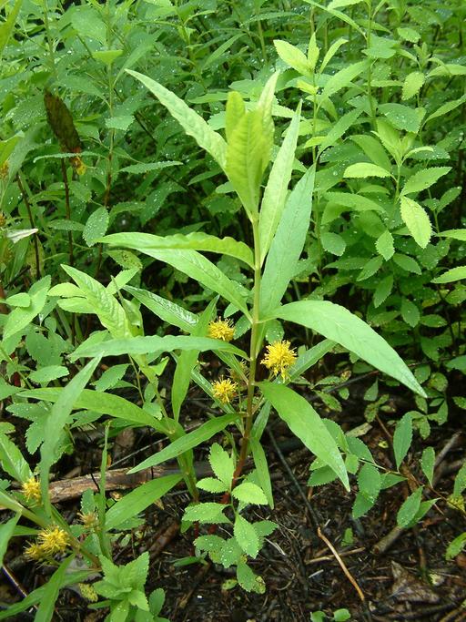 Lysimachia thyrsiflora Lysimachia thyrsiflora