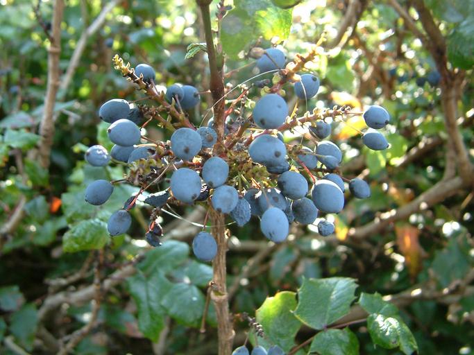 Berberis aquifolium Berberis aquifolium