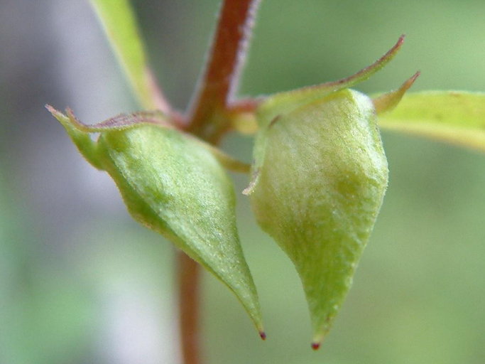 Melampyrum lineare Melampyrum lineare
