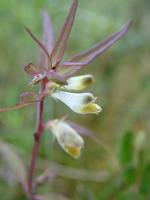 Melampyrum lineare Melampyrum lineare