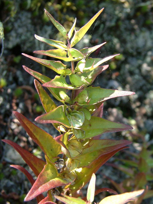 Melampyrum lineare Melampyrum lineare