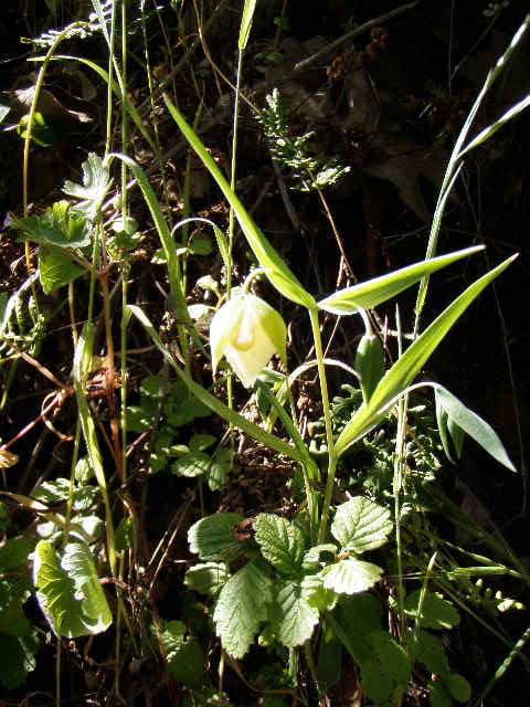 Calochortus albus Calochortus albus
