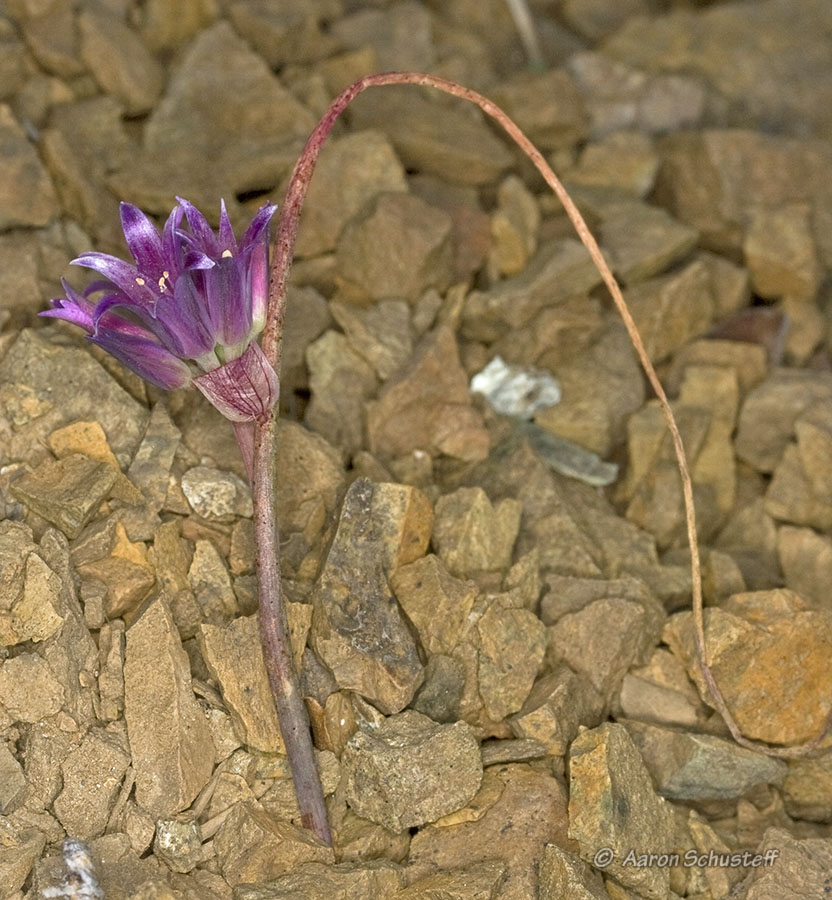 Allium sharsmithiae