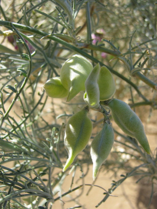 Astragalus magdalenae var. peirsonii