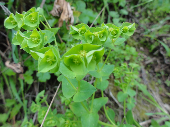 Euphorbia crenulata