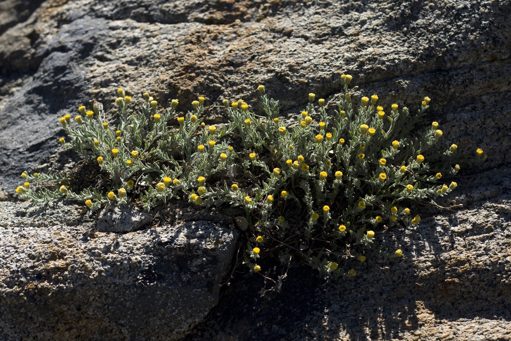 Erigeron miser Erigeron miser