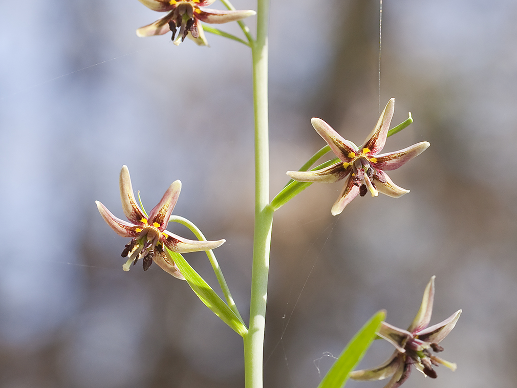Fritillaria brandegeei